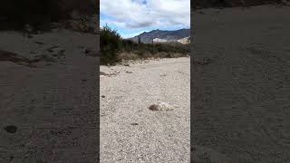 Large dried riverbed in Catalina State Park AZ [upl. by Zohara67]