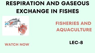 Circulation and Gaseous Exchange in FishRespiration In fish Miller HarleyBS MS [upl. by Chirlin]