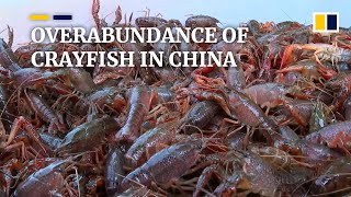 Crayfish boom in China amid peak harvest season causes shellfish price to tumble [upl. by Wandy]