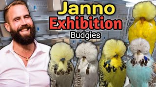 Janno Groeneveld Exhibition Budgies  Stylish amp Top Quality Exhibition Budgies [upl. by Novyert]