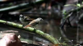 Moustached Babbler [upl. by Yale498]