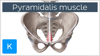 Pyramidalis Muscle Overview and Function Human Anatomy  Kenhub [upl. by Leffen]