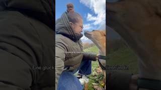 Frieda the dog hund cutedog tiere labradorretriever yt dogtraining adoptdontshop doglife [upl. by Neuburger]