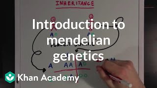 An Introduction to Mendelian Genetics  Biomolecules  MCAT  Khan Academy [upl. by Territus]