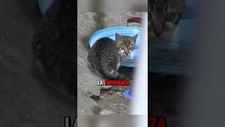 Este gato no sabía que su mamá habia fallecido😭😭😭 gatos tiernos perro tierno cat gatosyperros [upl. by Wane]