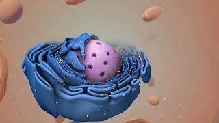 Haploid vs Diploid amp Homologous Chromosomes [upl. by Terrilyn]