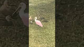 Pink Spoonbill [upl. by Bensen]