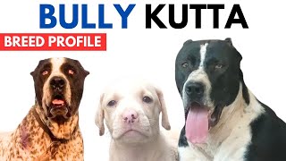 Bully Kutta Breed Profile History  Price  Traits  Bully Kutta Dog Grooming Needs  Lifespan [upl. by Yacano]