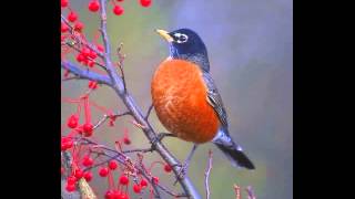 The Robins Return played by Rebecca Sue Helm Hill [upl. by Enyrehtac343]