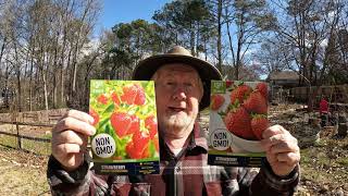 Transplanting Walmart Great Deal Strawberry Plants BUT DID THEY GROW [upl. by Antrim108]