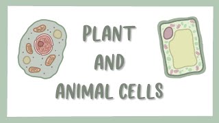 Plant and Animal Cells  Differences [upl. by Macfadyn537]