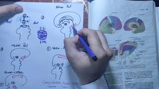 chapter 12 part 1thalamusneuroanatomyneurophysiologyneurosciencesanatomy [upl. by Tavish435]