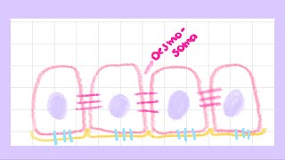 Desmosomas y Hemidesmosomas [upl. by Maritsa]