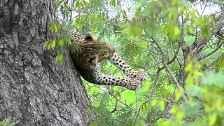 Leopard Playing behaviour unseen [upl. by Itin]