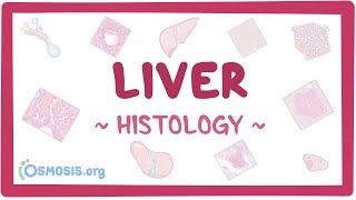 Liver Histology [upl. by Eleen]