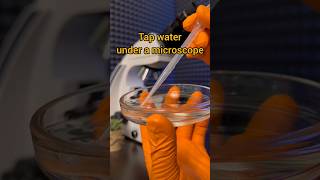 What lives in tap water microscope microbiology microscopy shorts science soap [upl. by Hopkins]