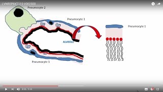 Chapitre 1 ICP  La circulation pulmonaire et systémique [upl. by Eatnom819]