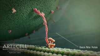 Kinesin Motor Protein and vesicle transport [upl. by Aceber844]