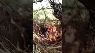 Adorable Chaos Wild Babbler Bird Babies Chirping for Food shortsfeed ytshortsvideo [upl. by Ahsille146]