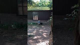 Black crowned crane Balearica pavonina birds [upl. by Sallyanne205]