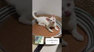 純白德文妹妹 cat 德文卷毛猫 pets 德文貓舍 cutecat cute kitten love [upl. by Marigolda927]