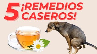 🔴5 REMEDIOS CASEROS para PERROS ENFERMOS del ESTÓMAGO [upl. by Dwyer]