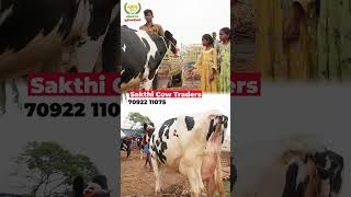 HF COWS IN ERODE cow vivasayaarvalargal dairyfarming shorts [upl. by Anaigroeg724]