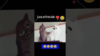 Cat get stuck in love at first side 🤣  funny  shorts [upl. by Neri]