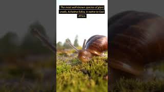 Giant SnailsNatures Most Unbelievable Creatures shorts shortsfeed animal wildlife giantsnails [upl. by Rainwater238]