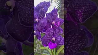 In love with this vanda orchidit’s beauty is unmatched❤️👌🏽👌🏽 vandas orchid [upl. by Anha]