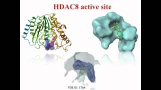 HDACs and pharmacophorebased virtual screening  Video abstract 81388 [upl. by Nwahsor725]