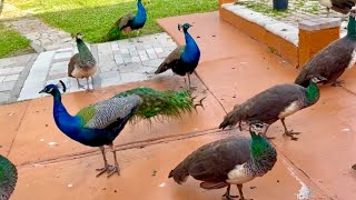 PEACOCKS WAITING FOR FOOD 💕🦚🦚💕 [upl. by Hulda]