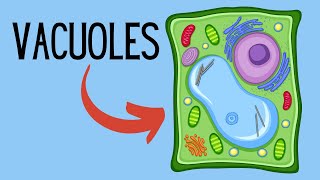 Functions of Vacuoles [upl. by Assenej]