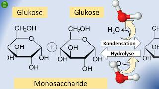 Kondensation und Hydrolyse erklärt  Von Monomeren zu Polymeren  glykosidische und Peptidbindung [upl. by Harbot424]