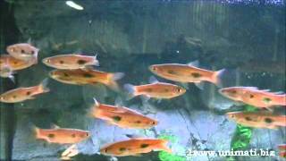 Rasbora kalochromawmv [upl. by Nilrem]