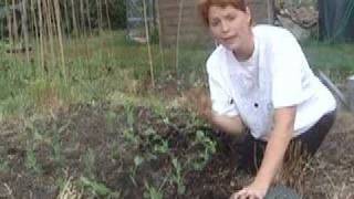 Planting Peas  Claires Allotment part 29 [upl. by Noemys143]