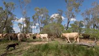 Mustering the Mob  Australian Working Kelpies  Holistic Grazing Regenerative Agriculture [upl. by Dinnage154]