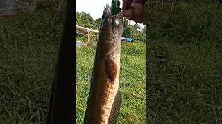 mancing haruan gabus  shortvideo [upl. by Sherry343]