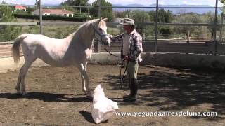 Confiar a un caballo asustadizo con doma natural [upl. by Genesia]