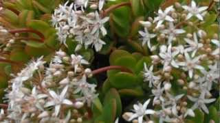 PLANTA DE JADE en FLOR Crassula ovata wwwriomoroscom [upl. by Ahsonek129]