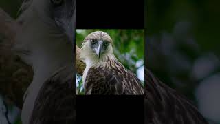 The Philippine Eagle aka the MonkeyEating Eagle [upl. by Aysa]