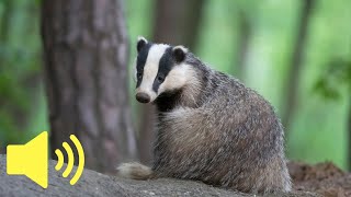 What does a Badger sound like  Animal Sounds [upl. by Arimihc557]