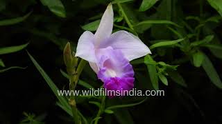 Bamboo Orchid from Asia flowering in wildfilmsindia botanical collection Arundina graminifolia [upl. by Leis240]