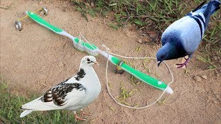 The First Unique Simple Bird Trap Make from 2 Toothbrush  Best bird trap Technology [upl. by Calendre943]