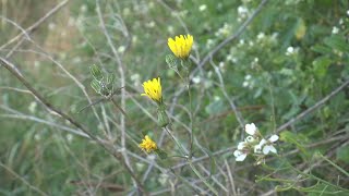 El Col·lectiu Eixarcolant organitza una sortida detnobotànica per conèixer les plantes silvestres [upl. by Malone]