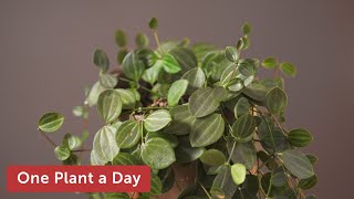 Peperomia quadrangularis Houseplant Care — 75 of 365 [upl. by Vudimir]