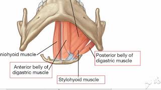 Suprahyoid muscles 4 [upl. by Anelys]