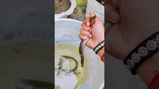 Snake bite 🐍🐢 turtle pets shortvideo fish kachua [upl. by Eimia]