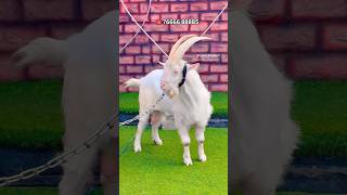 Haaris  Import Bloodline Saanen Goat at King’s Goat Farm Mumbra [upl. by O'Conner]