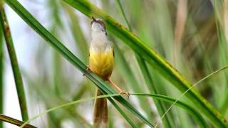 Yellowbellied Prinia Prinia flaviventris delacouri [upl. by Malha]